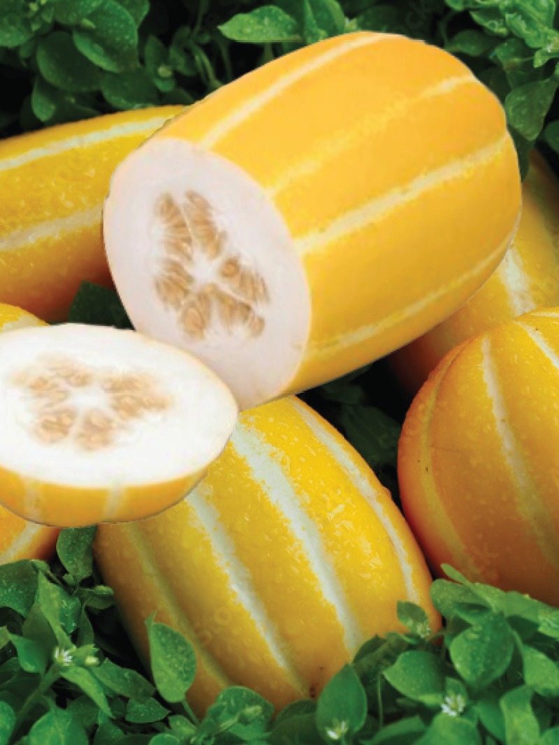 KOREAN MELON SEEDS <br> بذور البطيخ الكوري