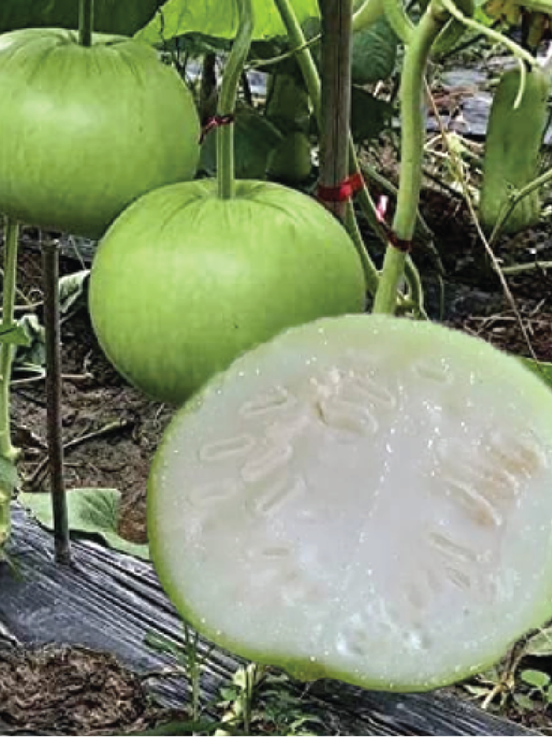 BOTTLE GOURD SEEDS <br> بذور القرع الزجاجي