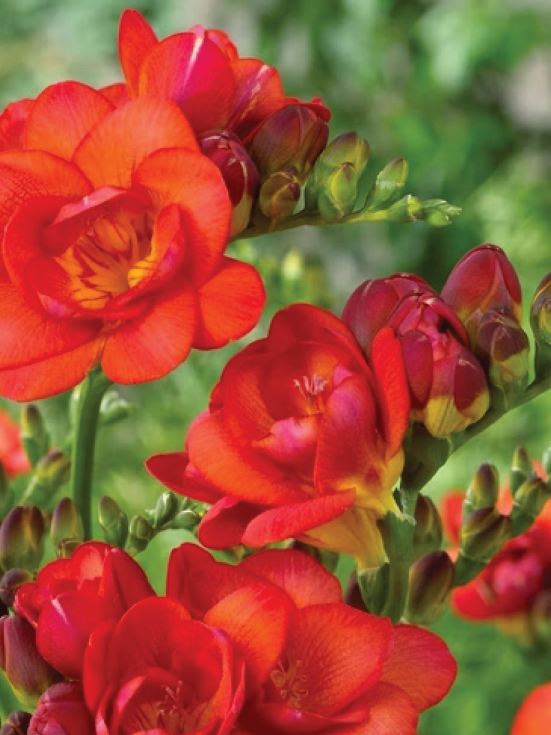 FRESSIA RED BULBS <br> أبصال فريسيا الحمراء