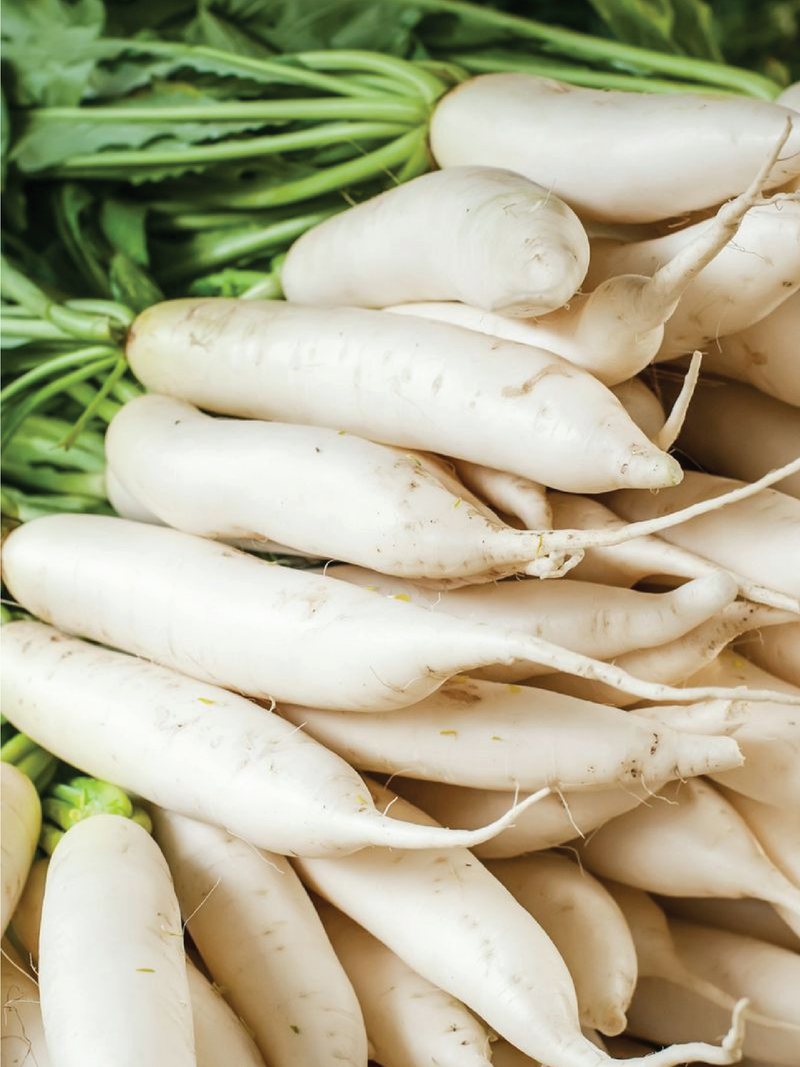 ORGANIC WHITE RADISH SEEDLING <br> شتلات الفجل الأبيض العضوية