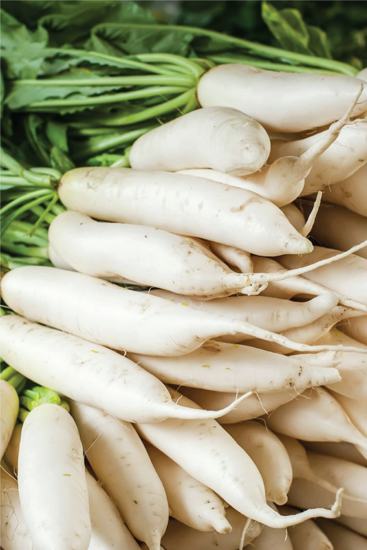 ORGANIC WHITE RADISH SEEDLING <br> شتلات الفجل الأبيض العضوية