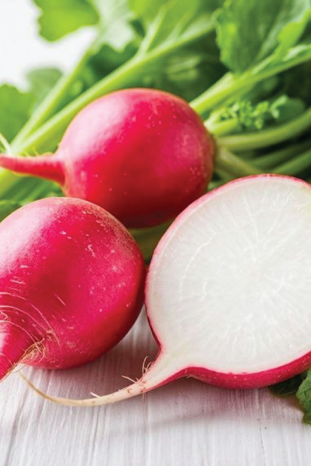 ORGANIC CHERRY RADISH SEEDLING<br>شتلات الفجل الكرزي العضوية&amp;nbsp;