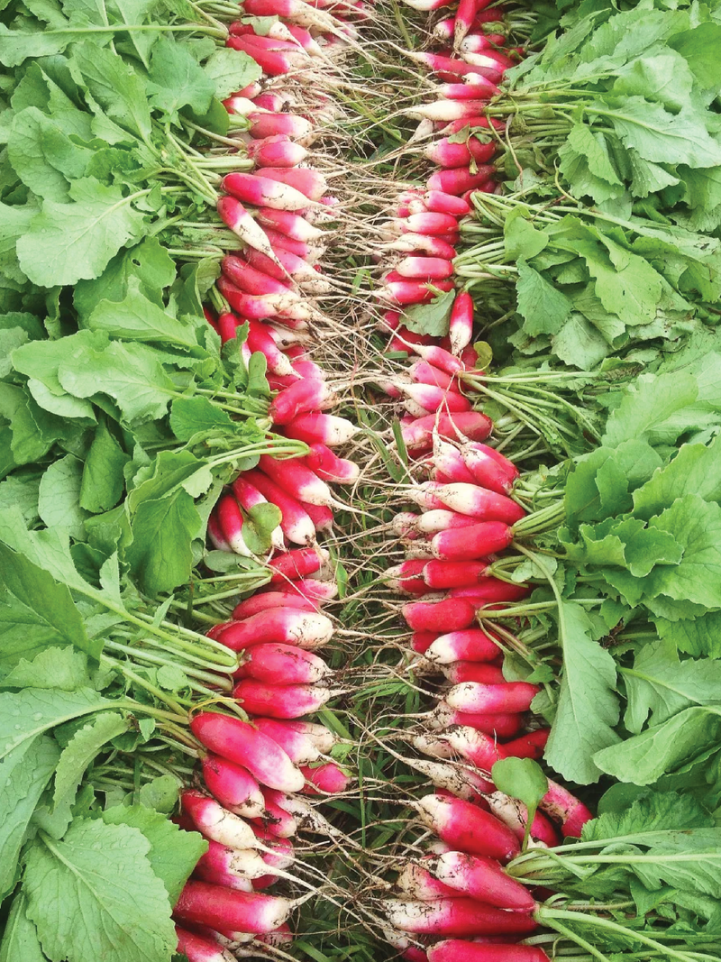 FRENCH BREAKFAST RADISH SEEDS <br> بذور الفجل الفرنسي