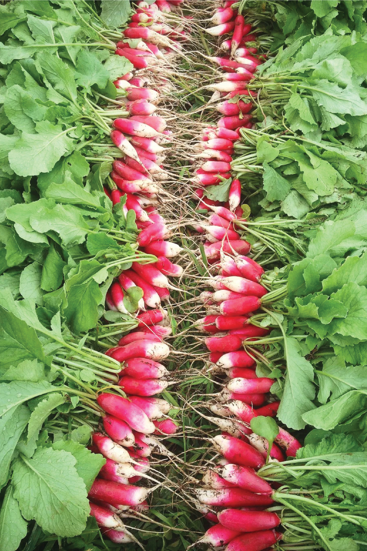 FRENCH BREAKFAST RADISH SEEDS <br> بذور الفجل الفرنسي