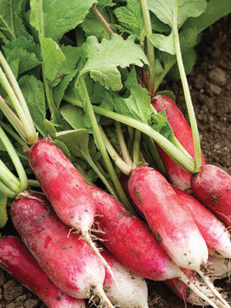 FRENCH BREAKFAST RADISH SEEDS <br> بذور الفجل الفرنسي