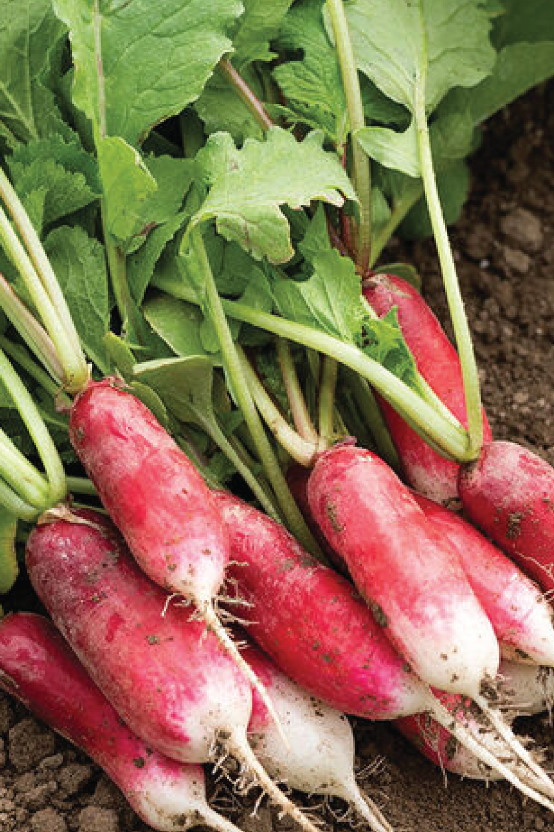 FRENCH BREAKFAST RADISH SEEDS <br> بذور الفجل الفرنسي