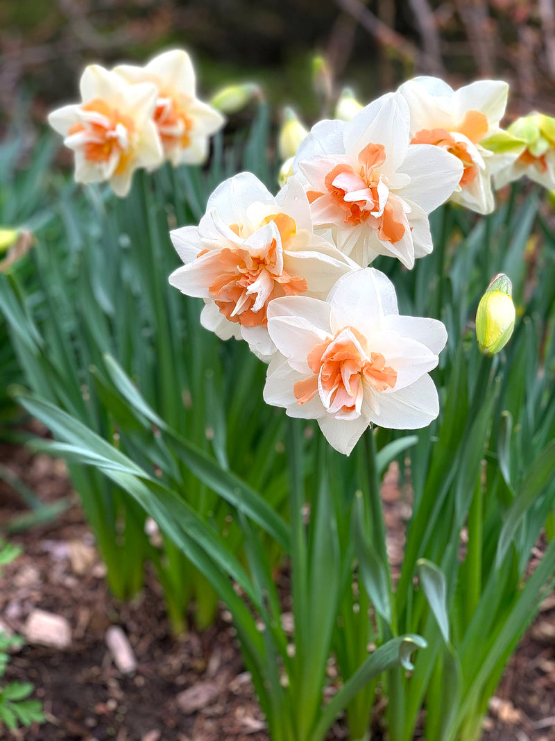 NARCISSUS REPLETE FLOWER BULBS <br>أبصال النرجس ريبليت