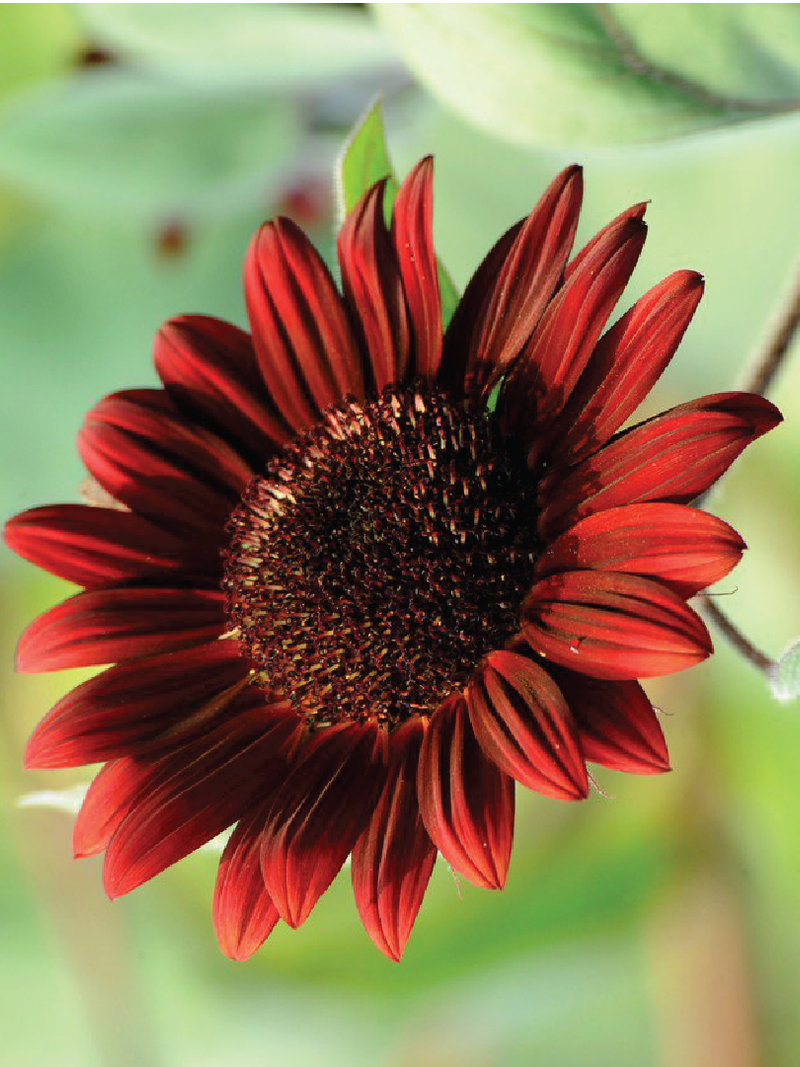 RED SUNFLOWER SEEDS <br>بذور دوار الشمس الأحمر