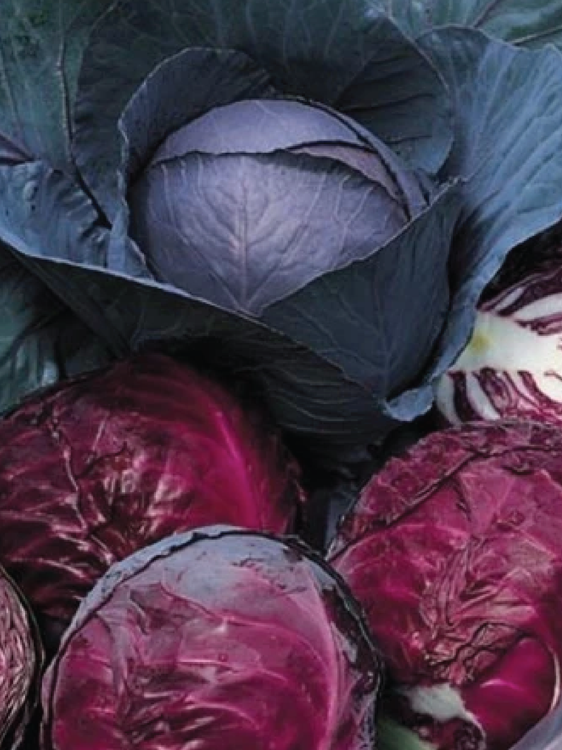 RED ACRE CABBAGE SEEDS <br> بذور ملفوف ريد أيكر