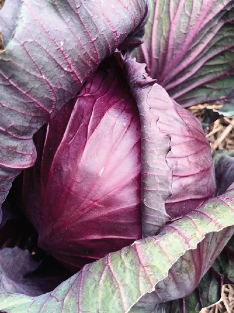 RED ACRE CABBAGE SEEDS <br> بذور ملفوف ريد أيكر