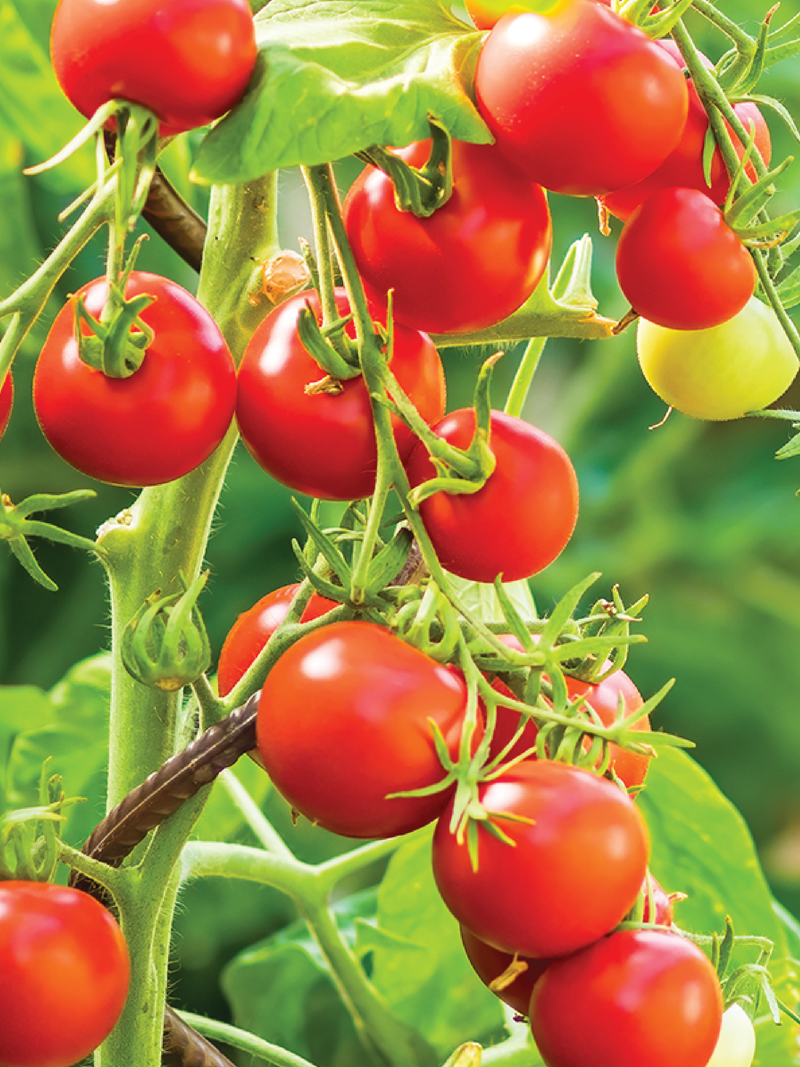 RED CHERRY TOMATO SEEDS <br> بذور الطماطم الكرزي الأحمر