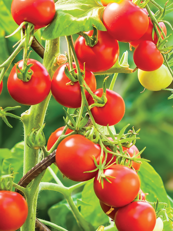 RED CHERRY TOMATO SEEDS