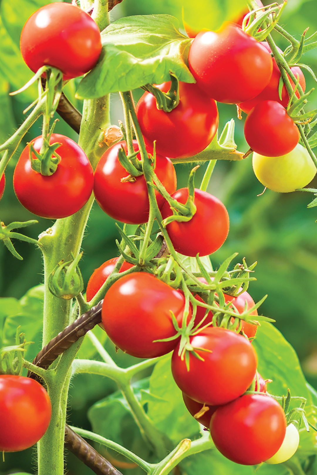 RED CHERRY TOMATO SEEDS <br> بذور الطماطم الكرزي الأحمر
