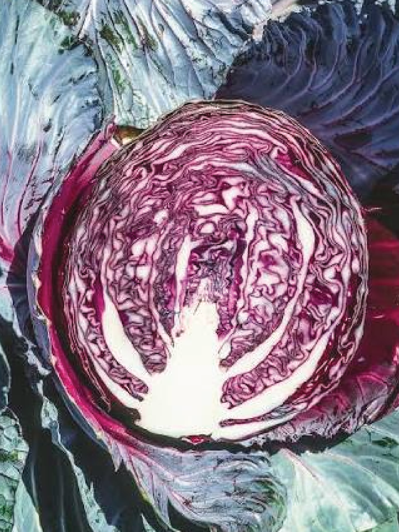 RED EXPRESS CABBAGE SEEDS <br> بذور الملفوف الأحمر اكسبرس