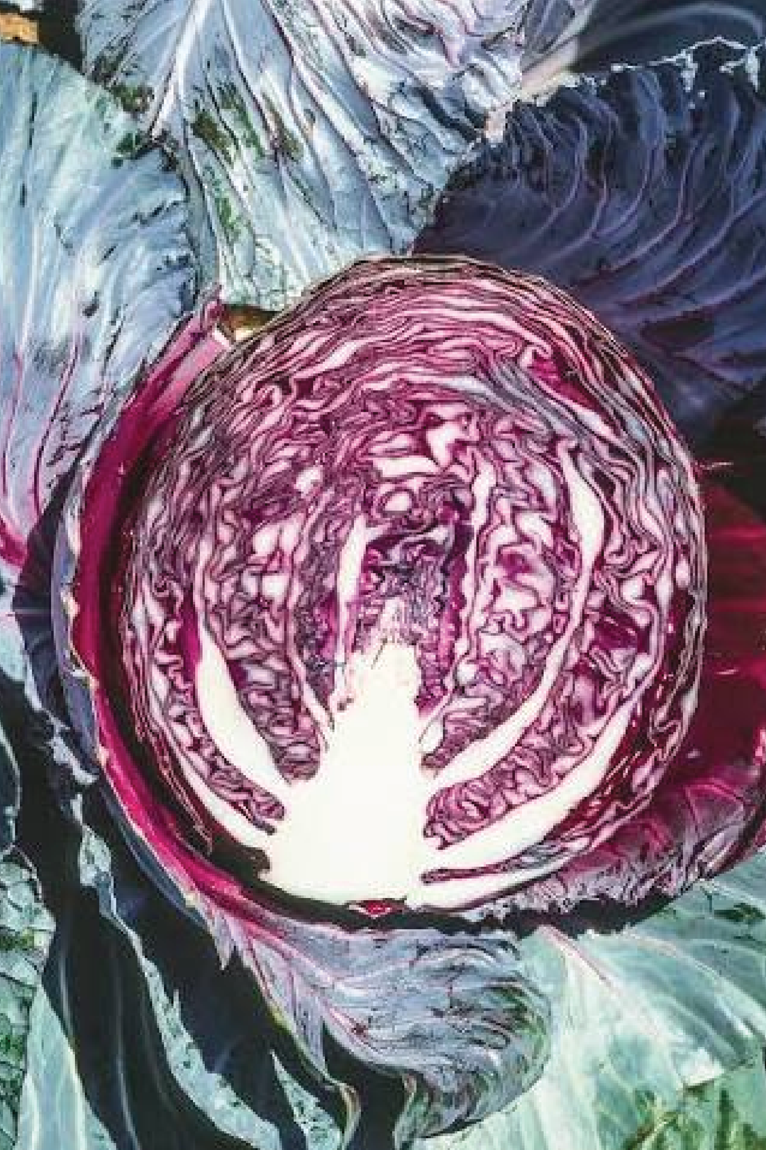 RED EXPRESS CABBAGE SEEDS