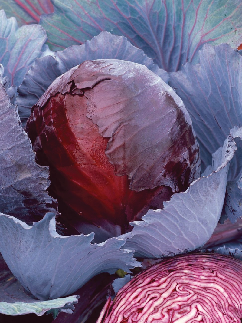 RED EXPRESS CABBAGE SEEDS <br> بذور الملفوف الأحمر اكسبرس