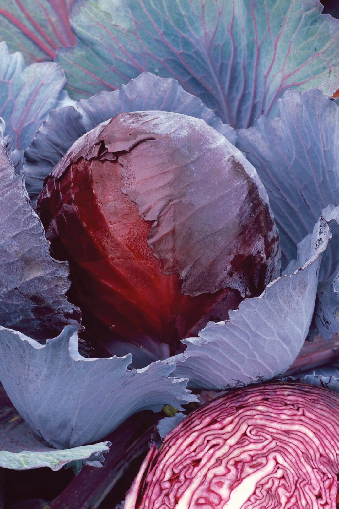 RED EXPRESS CABBAGE SEEDS