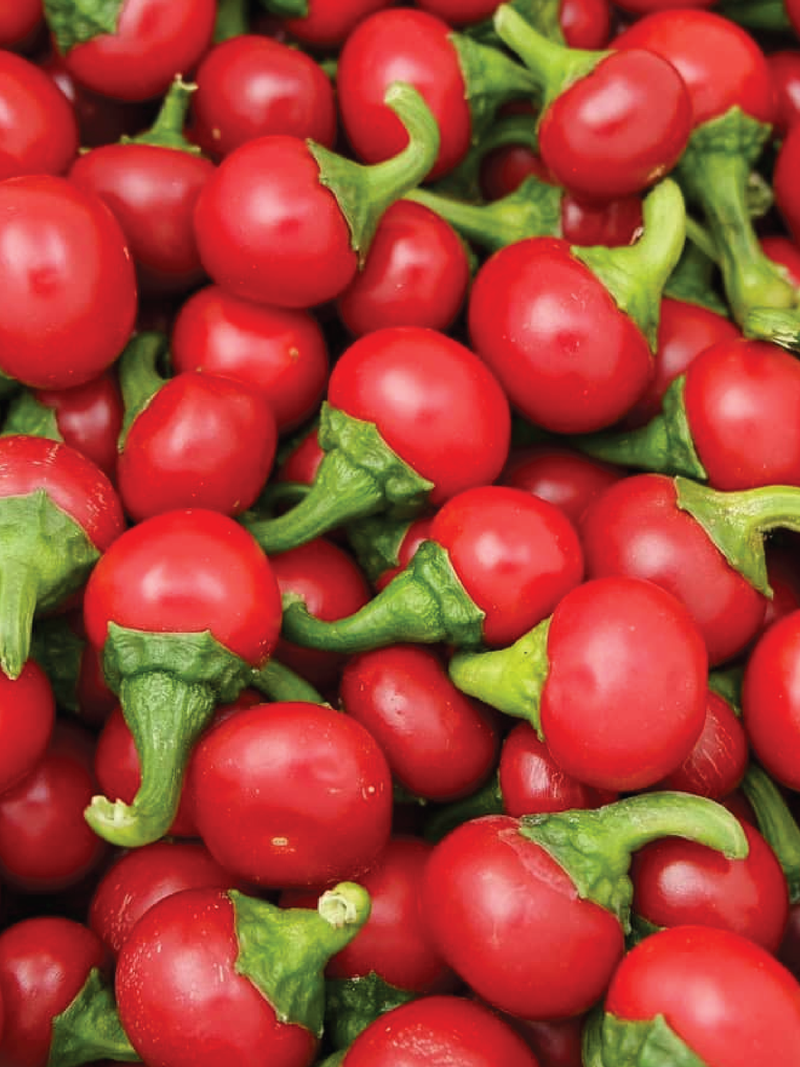 ORGANIC RED CHERRY HOT PEPPER SEEDS <br> بذور الفلفل الحار الكرزي الأحمر