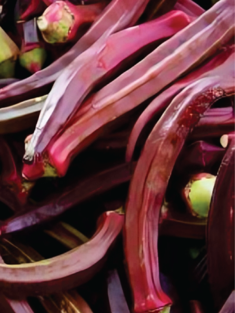 ORGANIC RED OKRA SEEDLING <br>شتلات البامية الحمراء العضوية