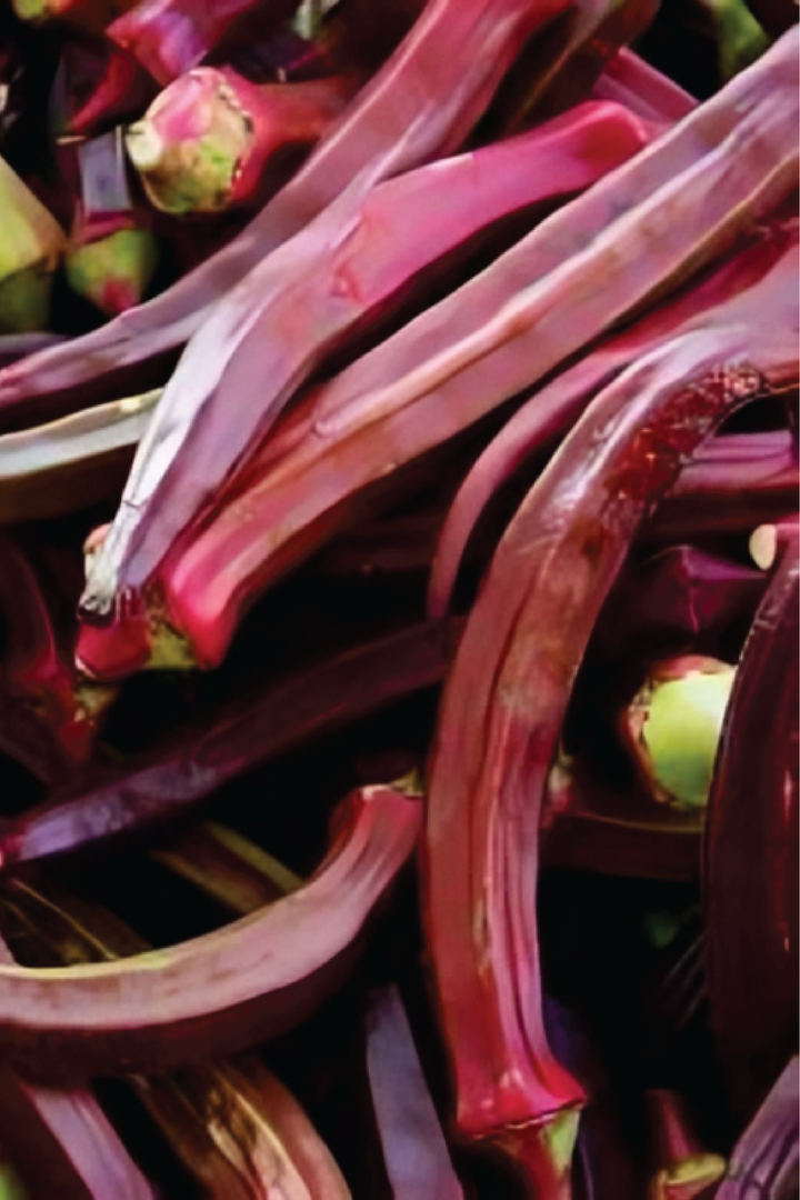 ORGANIC RED OKRA SEEDLING <br>شتلات البامية الحمراء العضوية