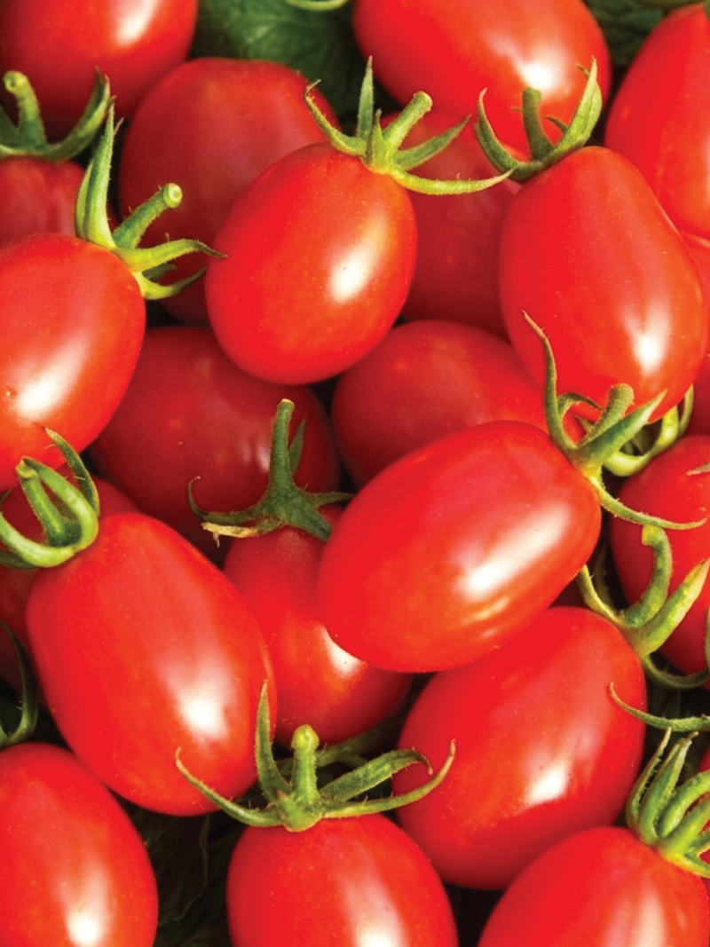 ORGANIC RED OVAL CHERRY TOMATO SEEDLING <br> شتلات الطماطم الشيري البيضاوية العضوية