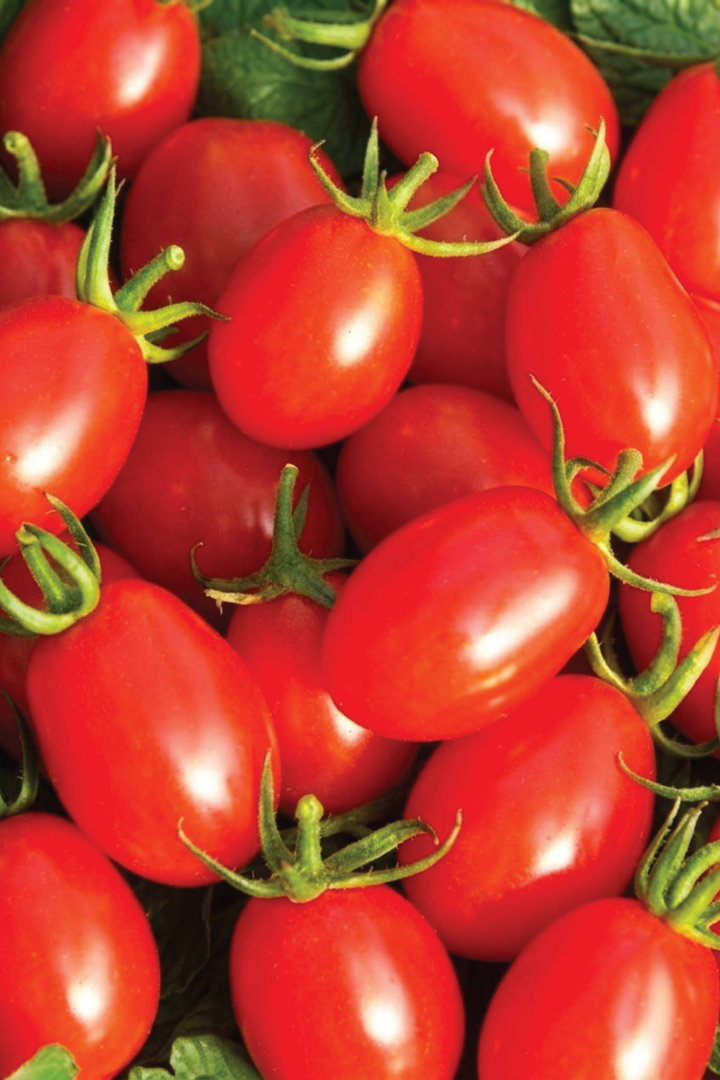 ORGANIC RED OVAL CHERRY TOMATO SEEDLING