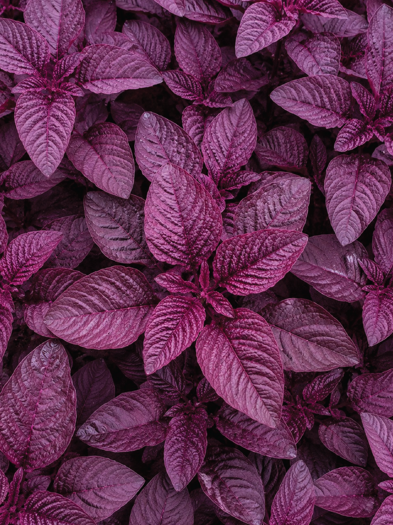 RED SPINACH SEEDS<br> بذور السبانخ الحمراء