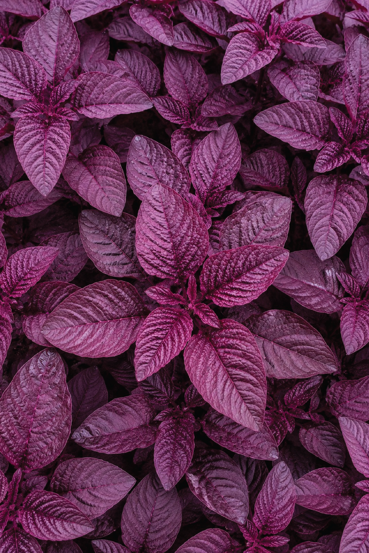 RED SPINACH SEEDS<br> بذور السبانخ الحمراء