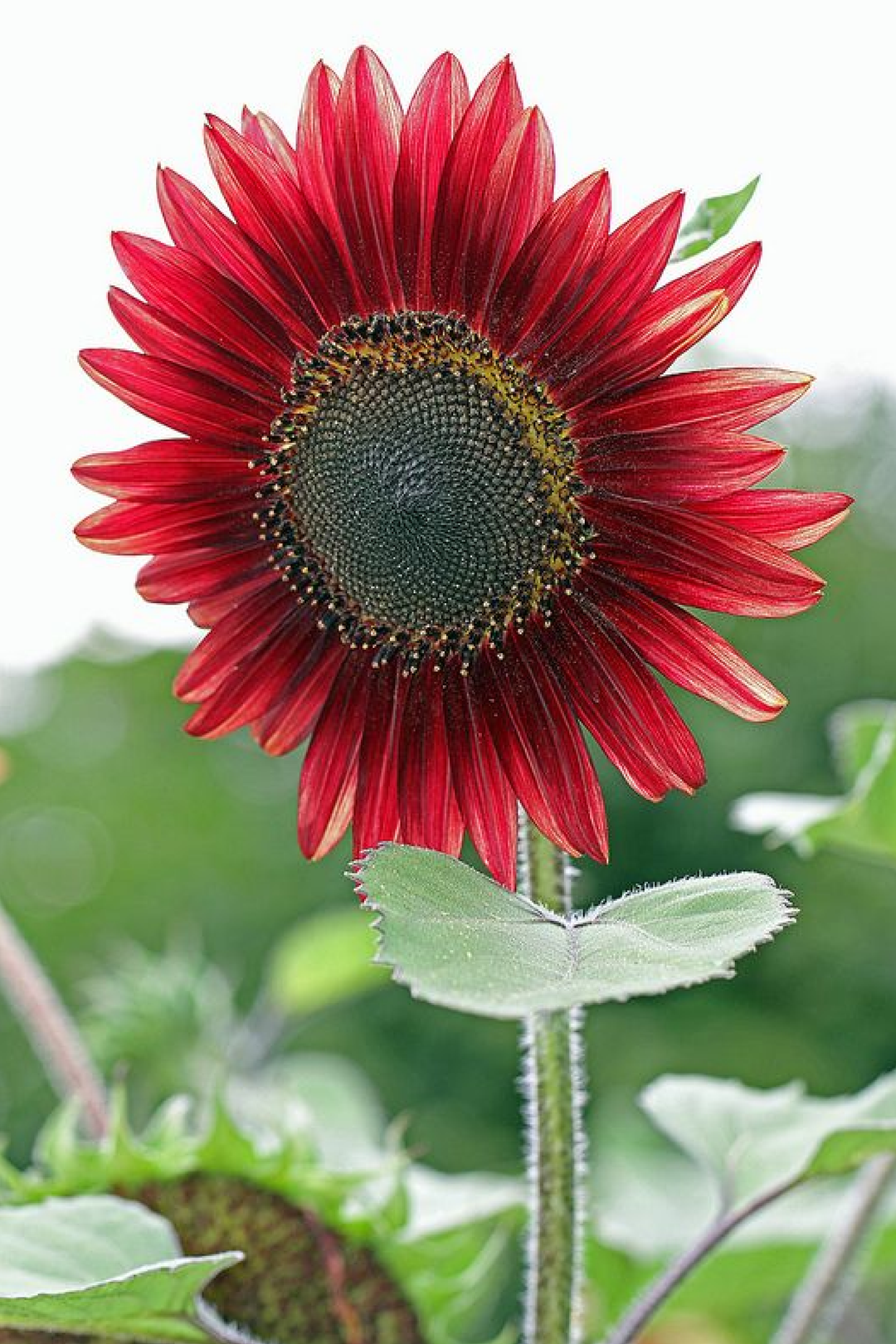 RED SUNFLOWER SEEDS