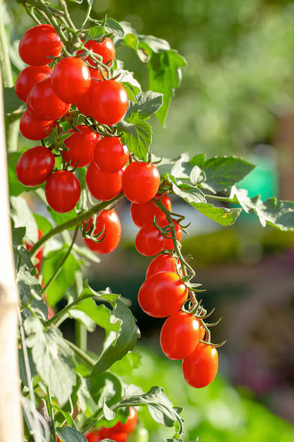 ORGANIC RED OVAL CHERRY TOMATO SEEDLING <br> شتلات الطماطم الشيري البيضاوية العضوية
