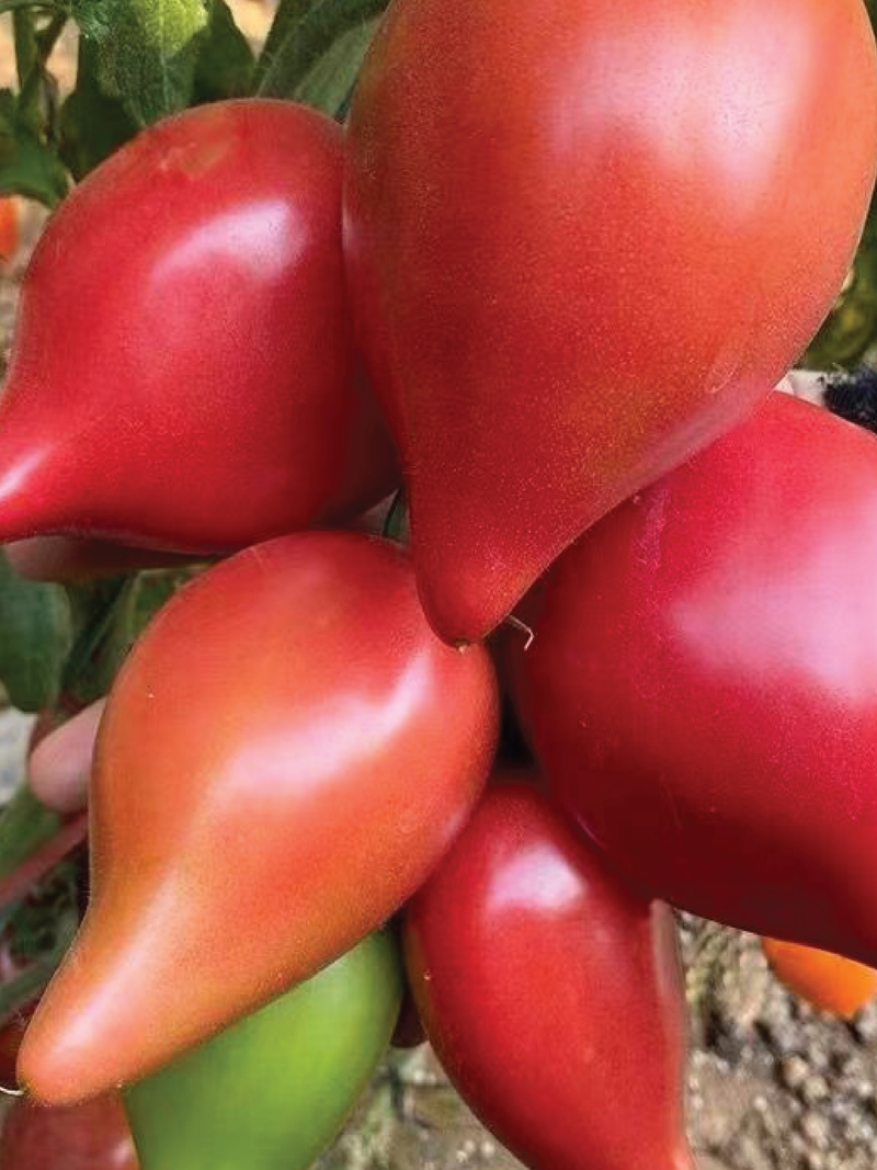 ORGANIC RED MANGO TOMATO SEEDLING شتلة طماطم مانجو أحمر العضوية
