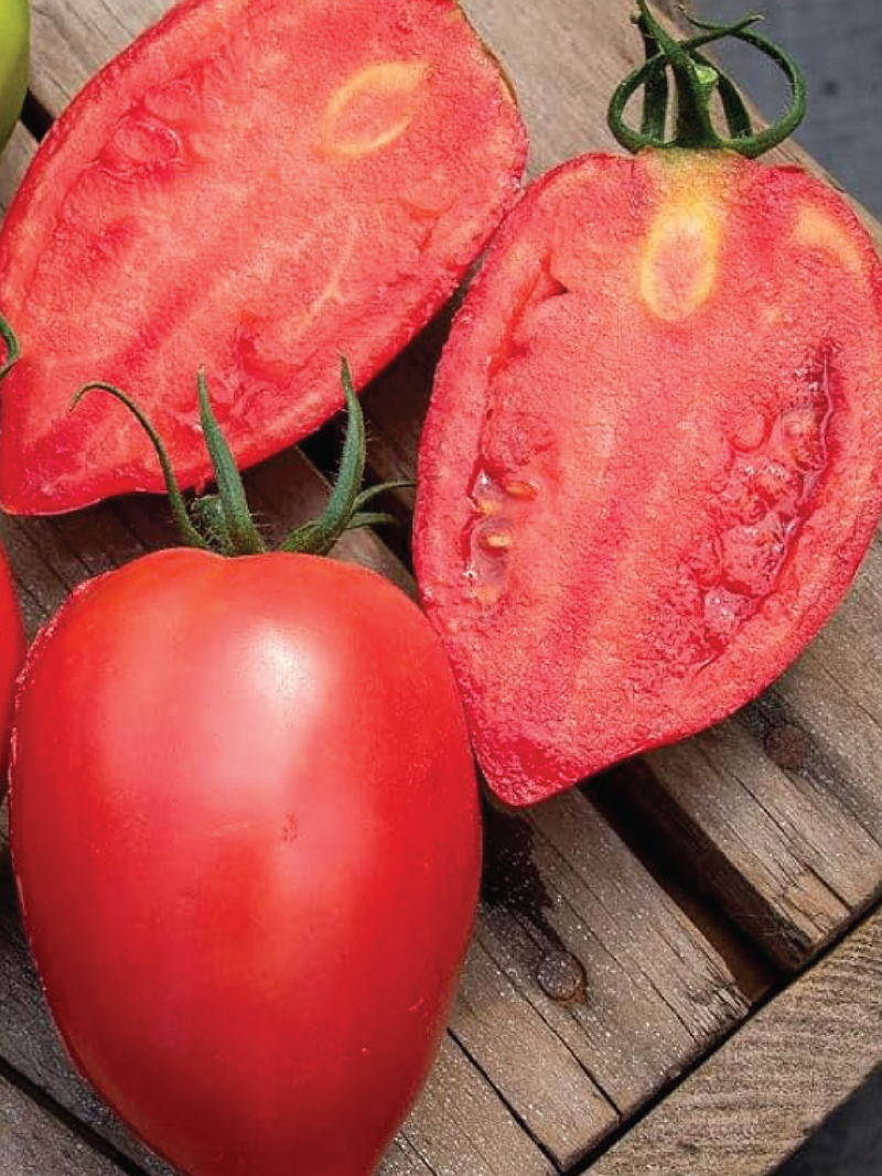 ORGANIC RED MANGO TOMATO SEEDLING شتلة طماطم مانجو أحمر العضوية