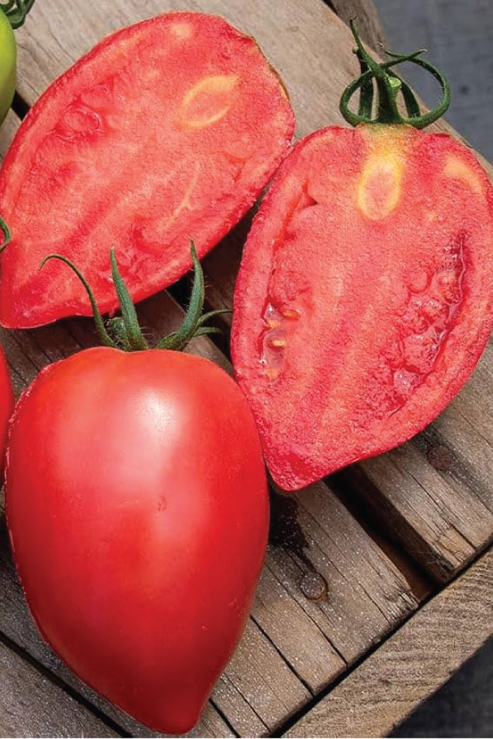 ORGANIC RED MANGO TOMATO SEEDLING