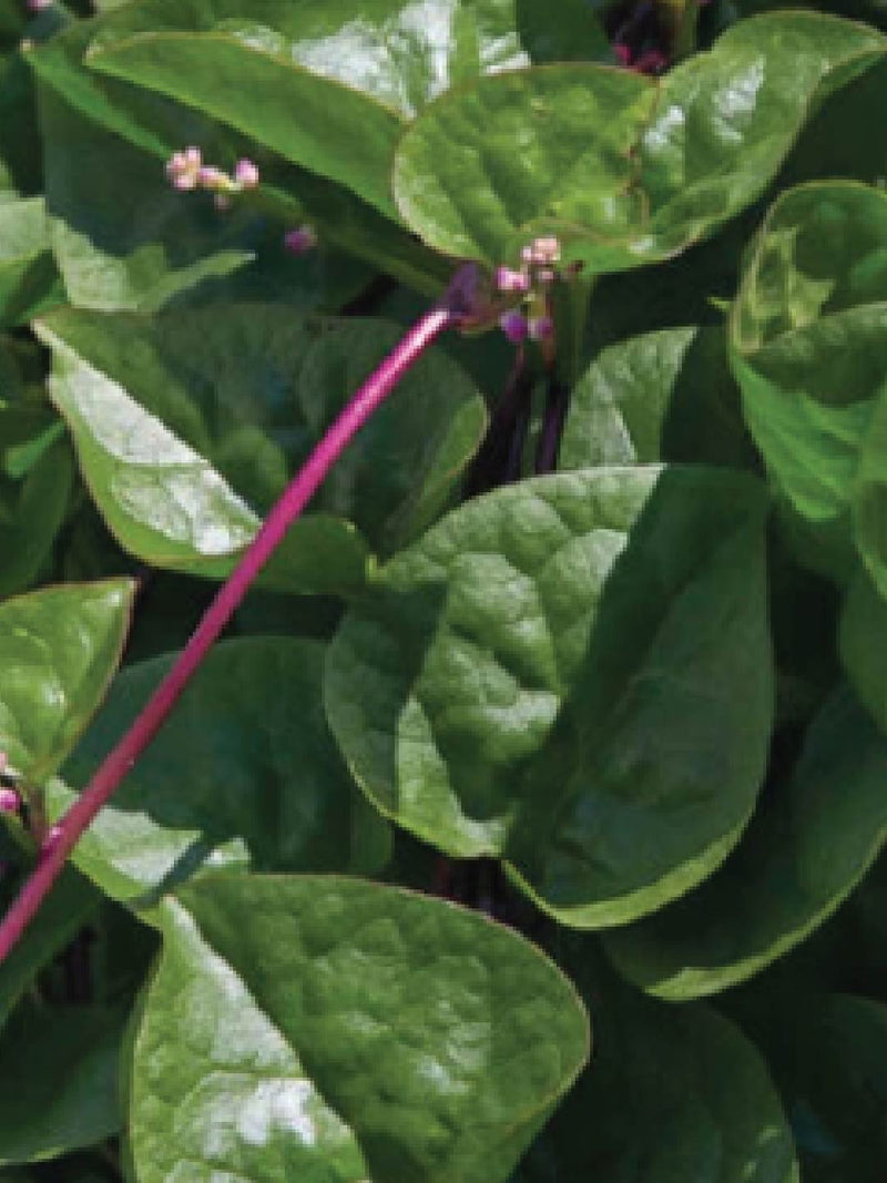 MALABAR SPINACH SEEDLING <br> شتلات سبانخ مالابار
