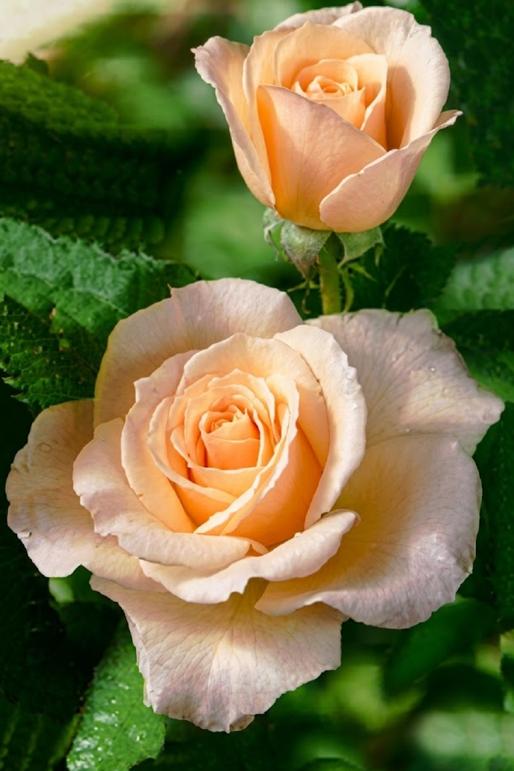 CHAMPAGNE ROSE SEEDS