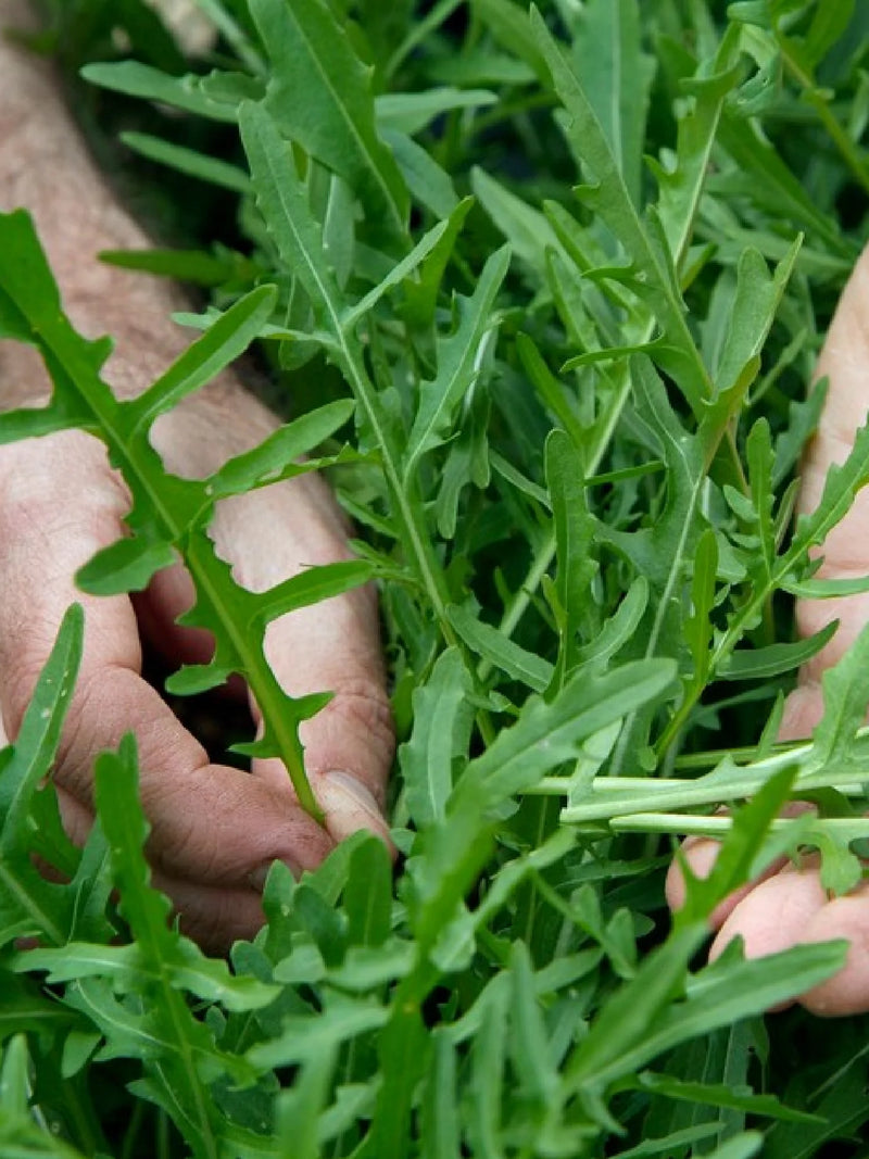 2 ORGANIC ROCKET SEEDLING <br>   ٢ شتلات الجرجير العضوية