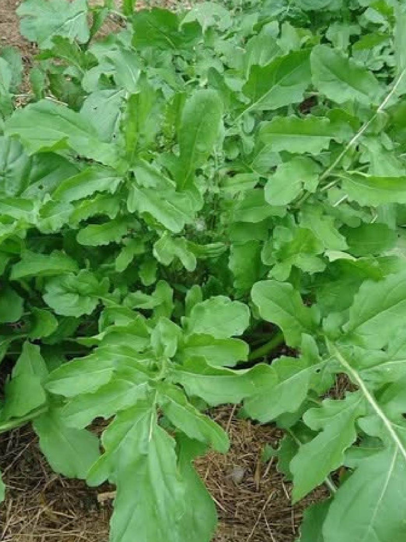 ROCKET SEEDS <br>بذور الجرجير