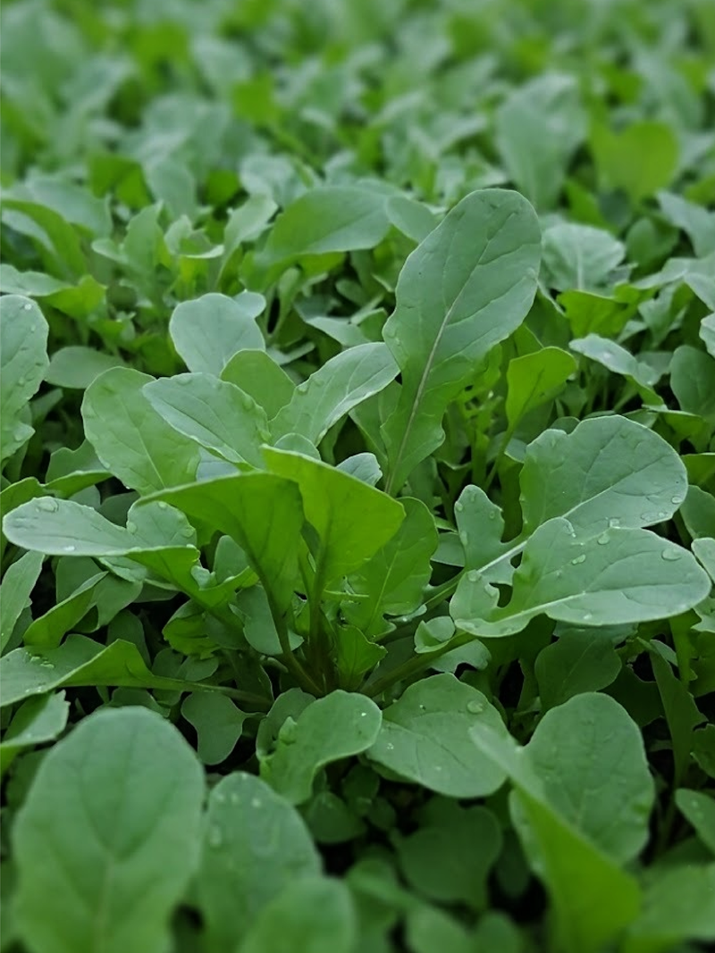 ROCKET SEEDS