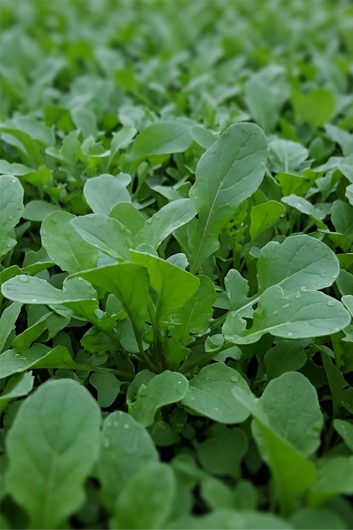 2 ORGANIC ROCKET SEEDLING