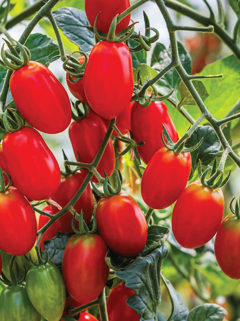 TOMATO ROMA SEEDS <br> بذور طماطم روما