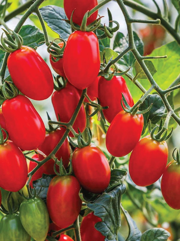 TOMATO ROMA SEEDS