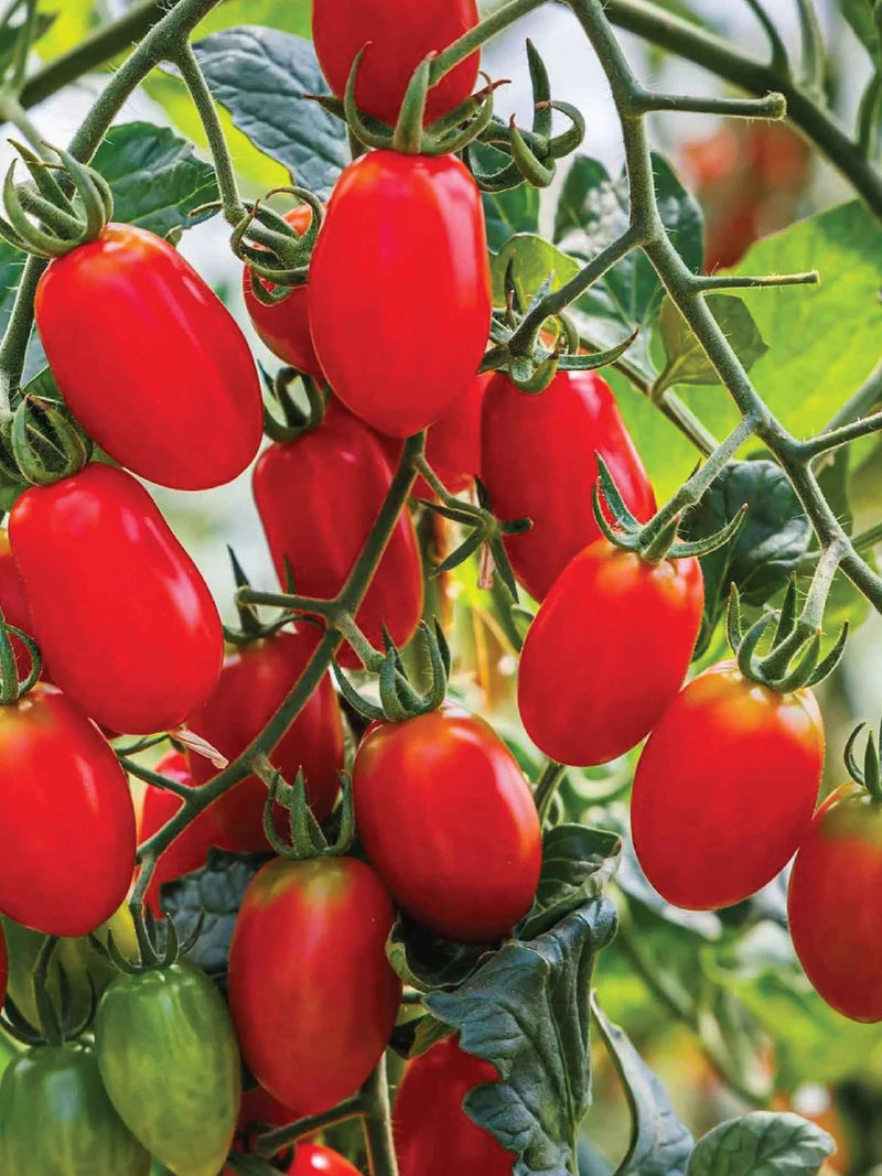 ORGANIC ROMA TOMATO SEEDLING شتلة طماطم روما العضوية