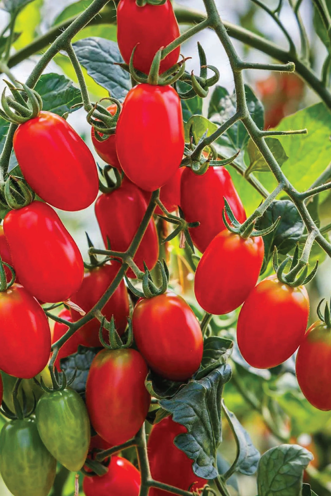 ORGANIC ROMA TOMATO SEEDLING