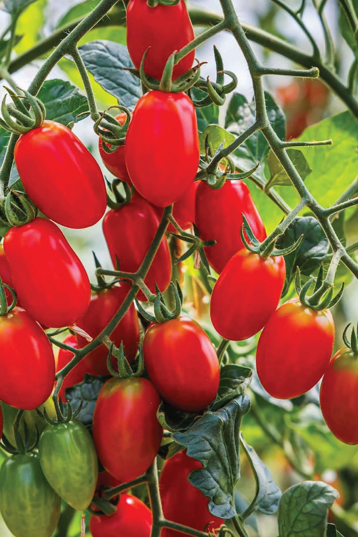 ORGANIC ROMA TOMATO SEEDLING