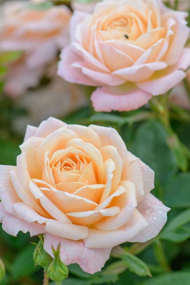 CHAMPAGNE ROSE SEEDS
