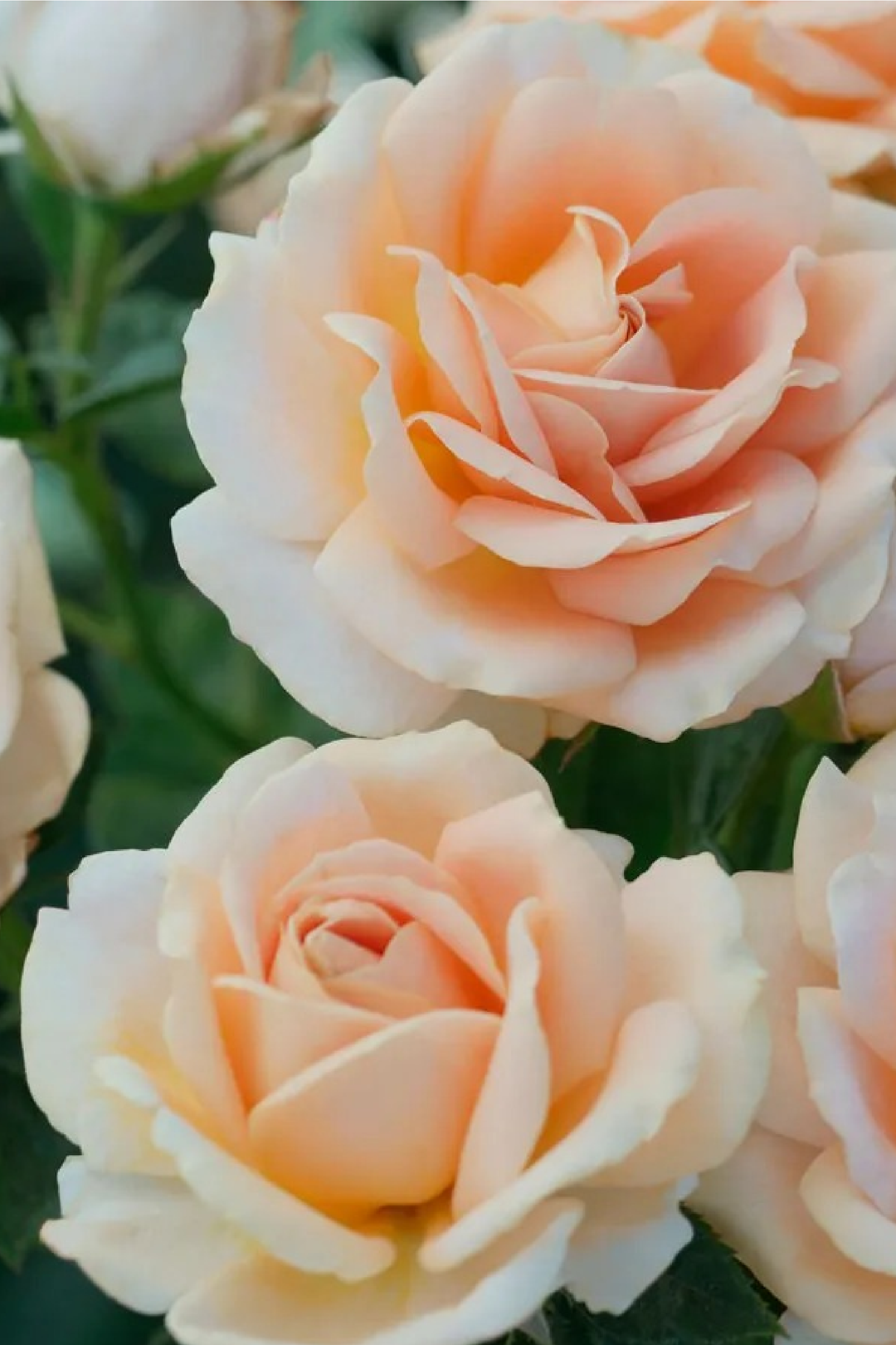CHAMPAGNE ROSE SEEDS