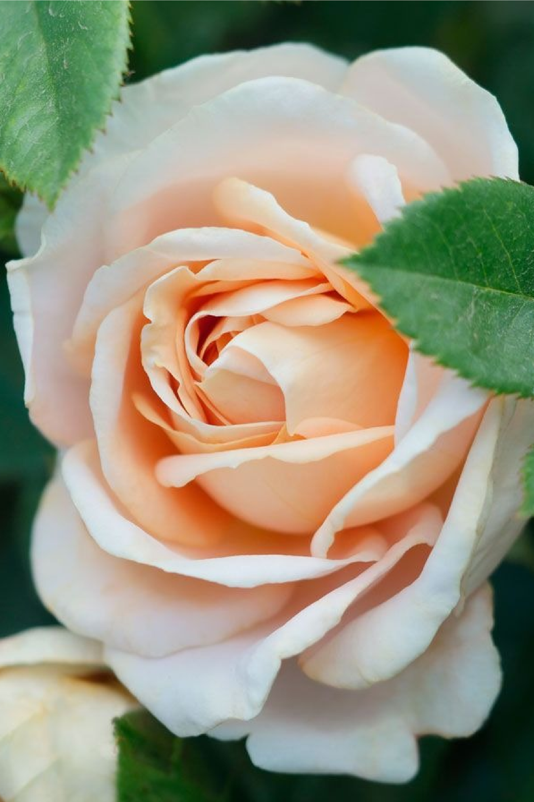 CHAMPAGNE ROSE SEEDS