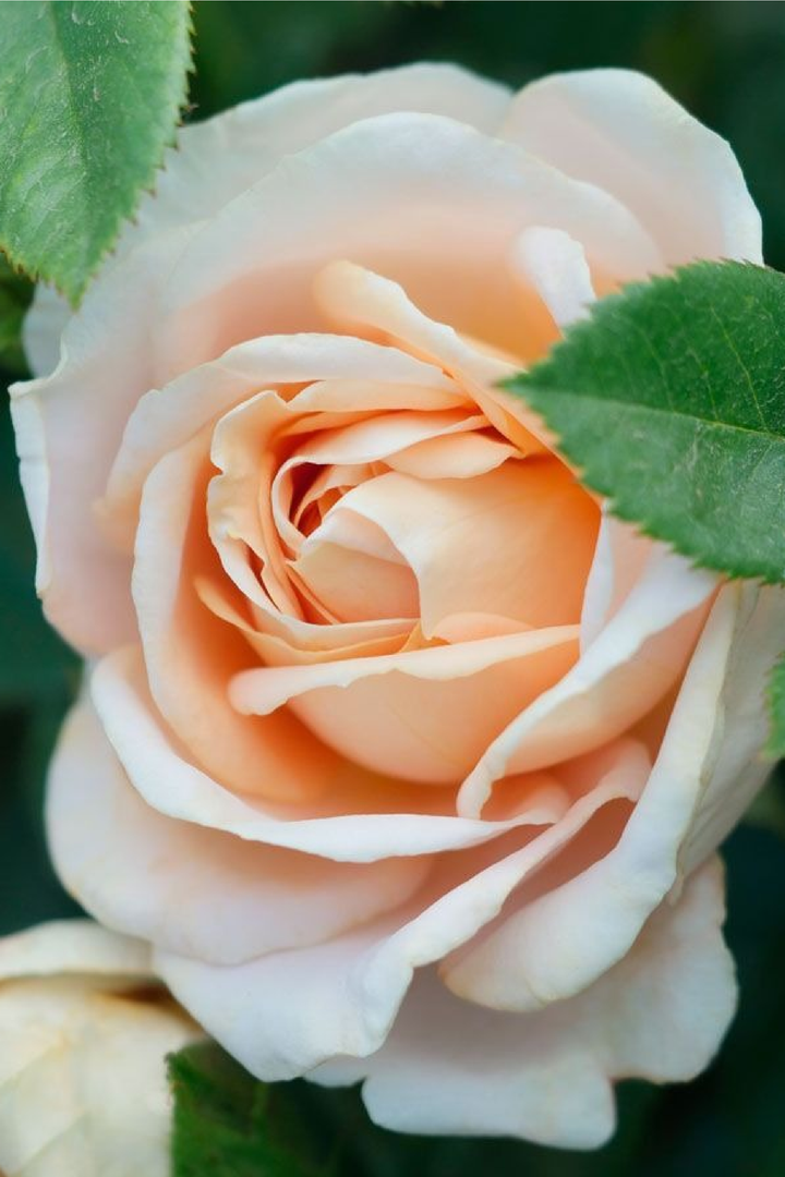 CHAMPAGNE ROSE SEEDS