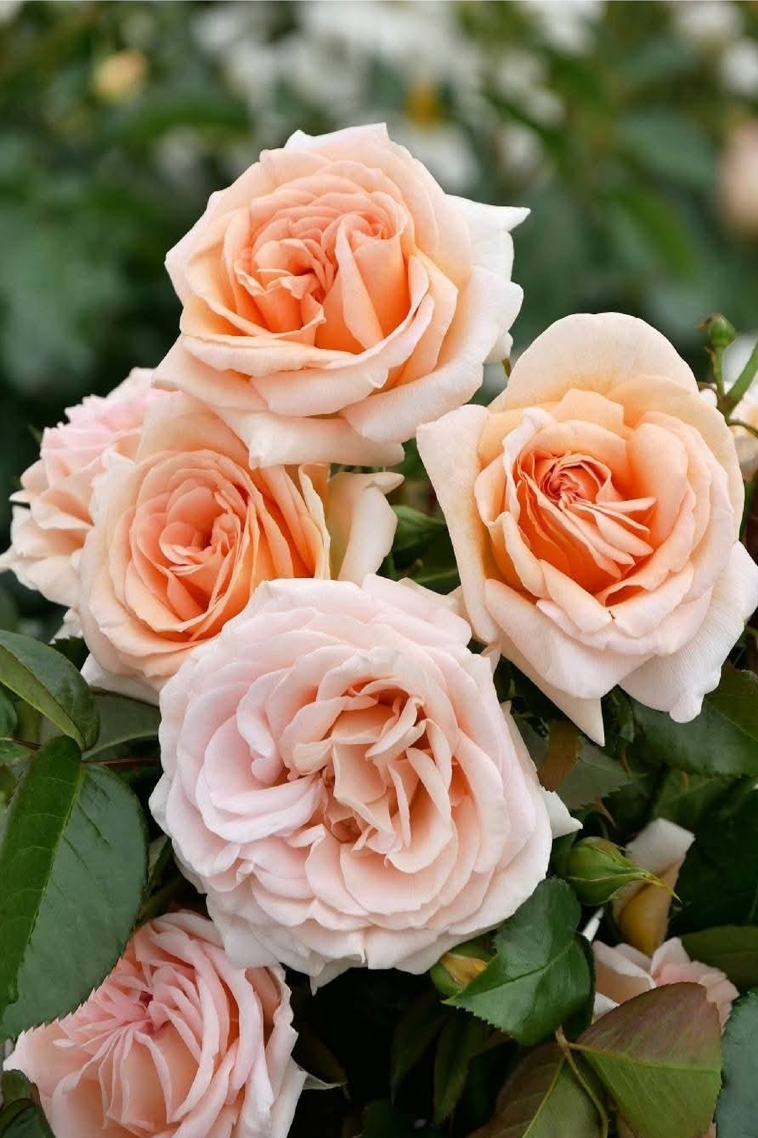 CHAMPAGNE ROSE SEEDS