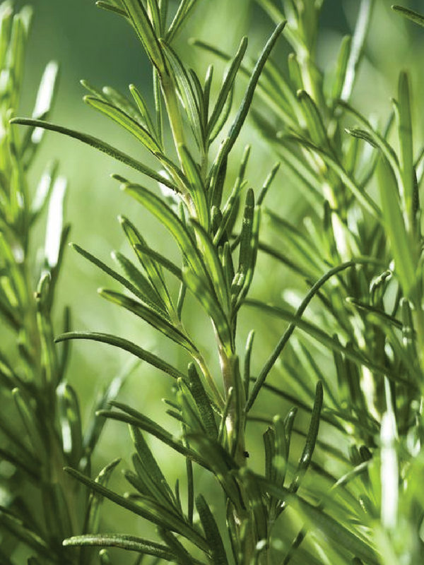 ORGANIC ROSEMARY SEEDLING